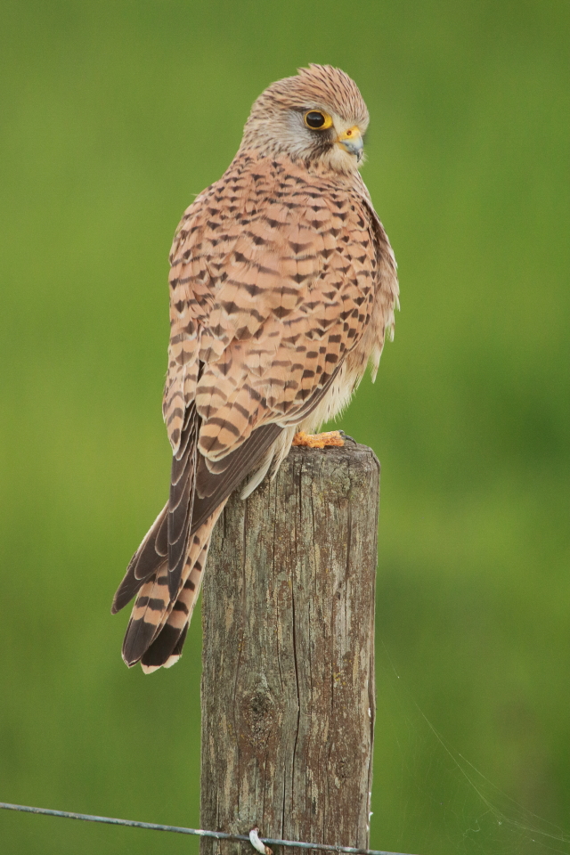 Cernícalo vulgar Falco tinnunculus Common Kestrel