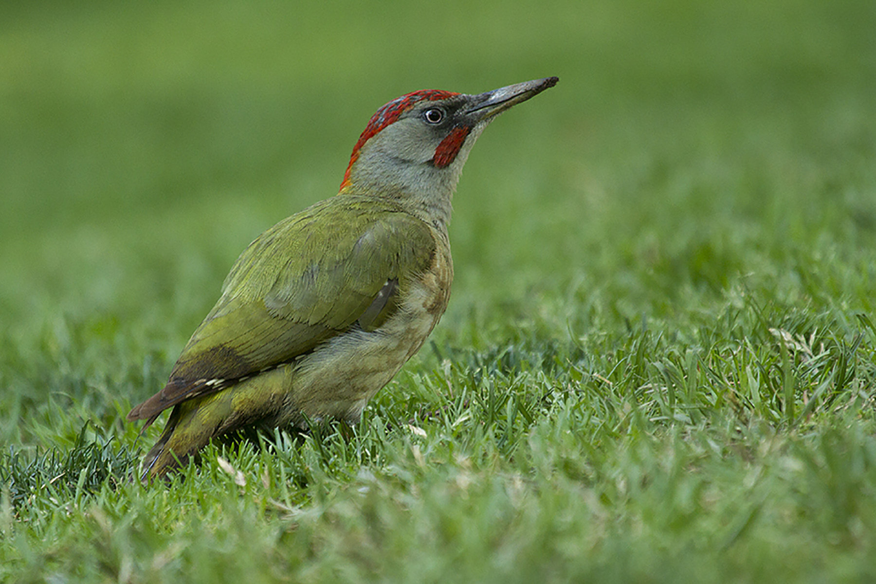 Pito real Picus viridis European Green Woodpecker