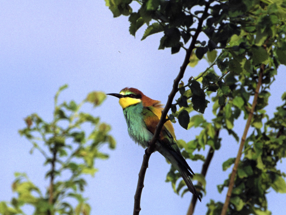 BIRDING ARAGÓN