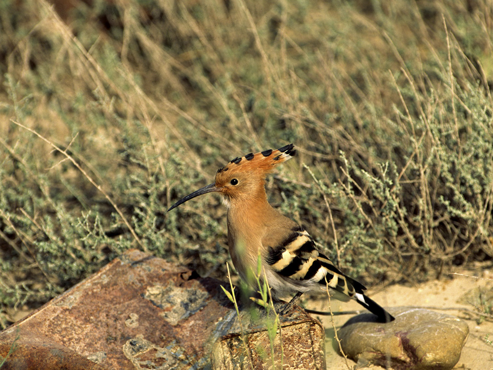 BIRDING ARAGÓN