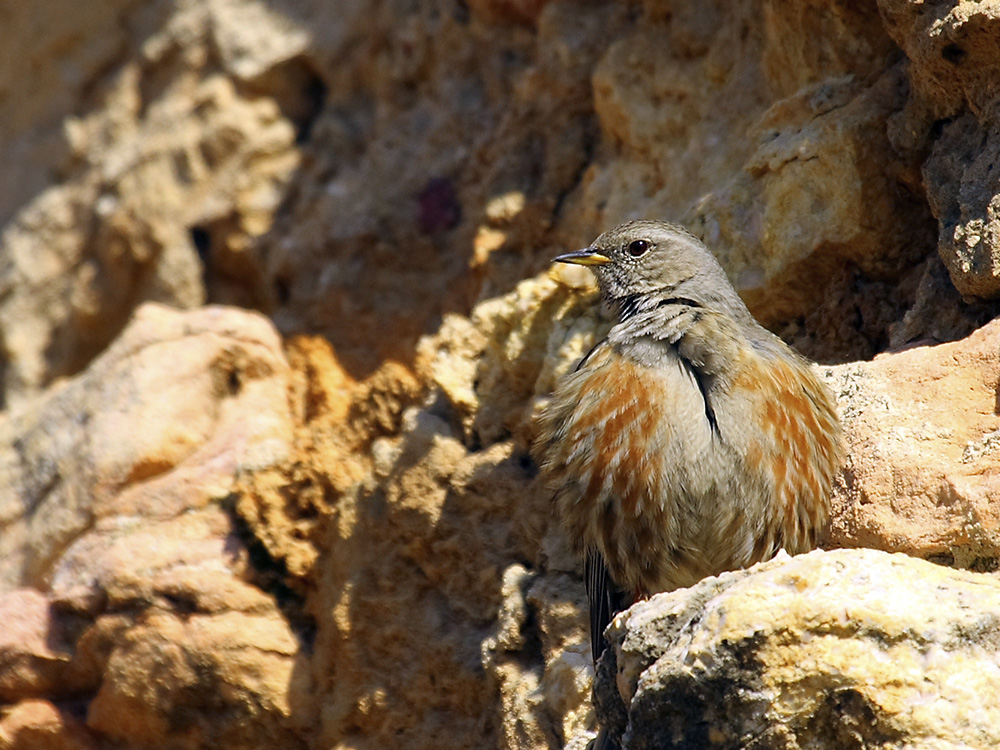 acentor alpino birding aragon