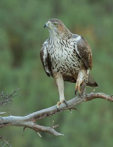 Aguila Perdicera Birding Aragon