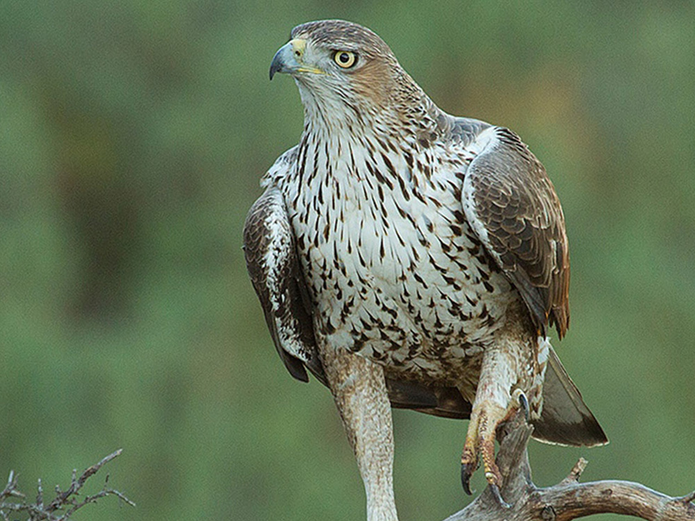 Aguila Perdicera Aves Emblematicas Aragon
