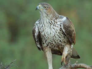 Aguila Perdicera Birding Aragon
