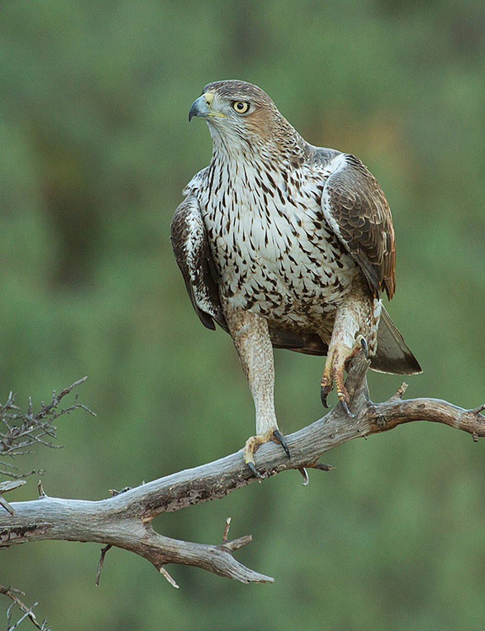 Parque Natural de la Sierra y Cañones de Guara - Birding Aragón