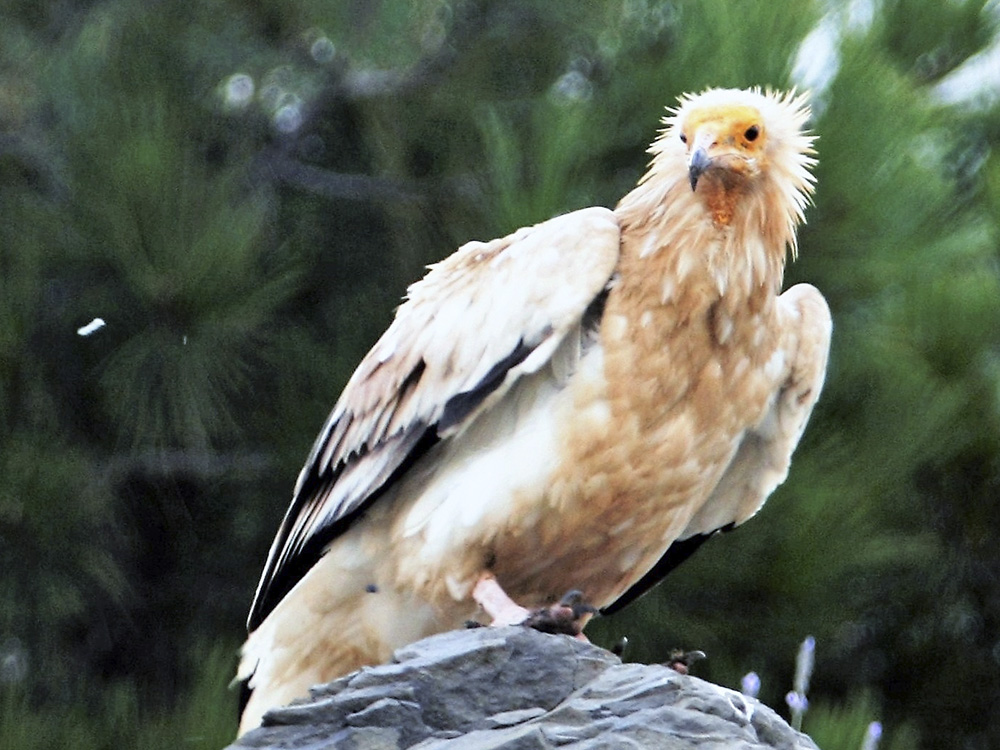 Birding Aragón promociona el turismo ornitológico en el territorio Agujama