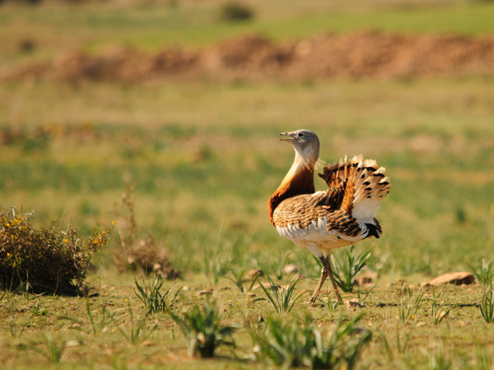 BIRDING ARAGÓN