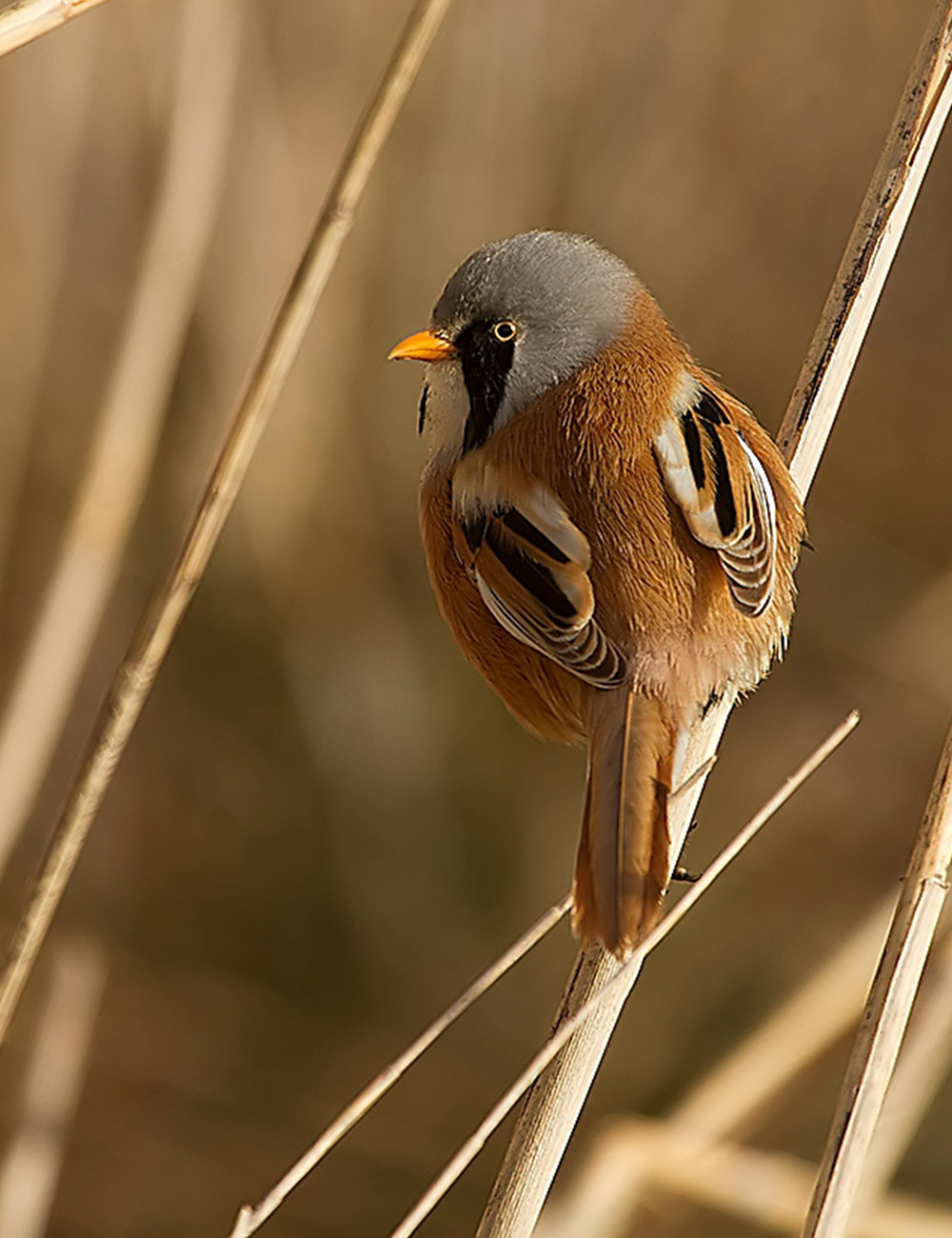 BIRDING ARAGÓN