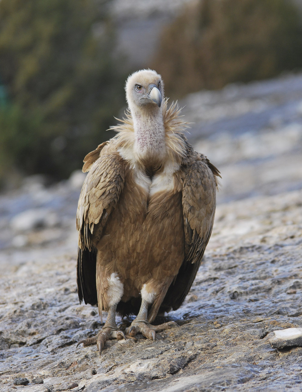 Buitre Leonado Birding Aragon