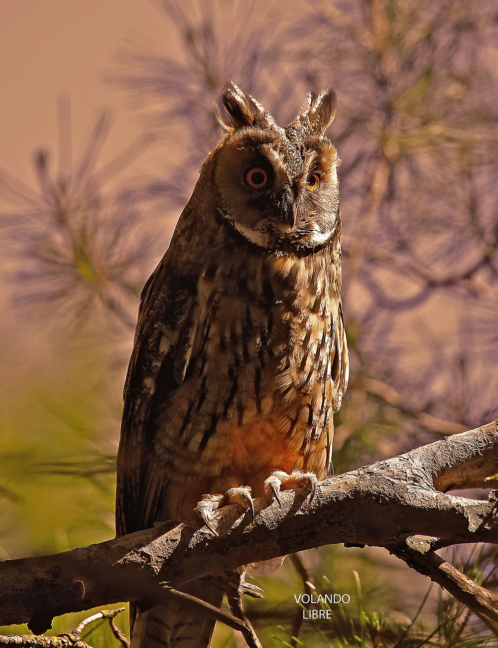 BIRDING ARAGÓN