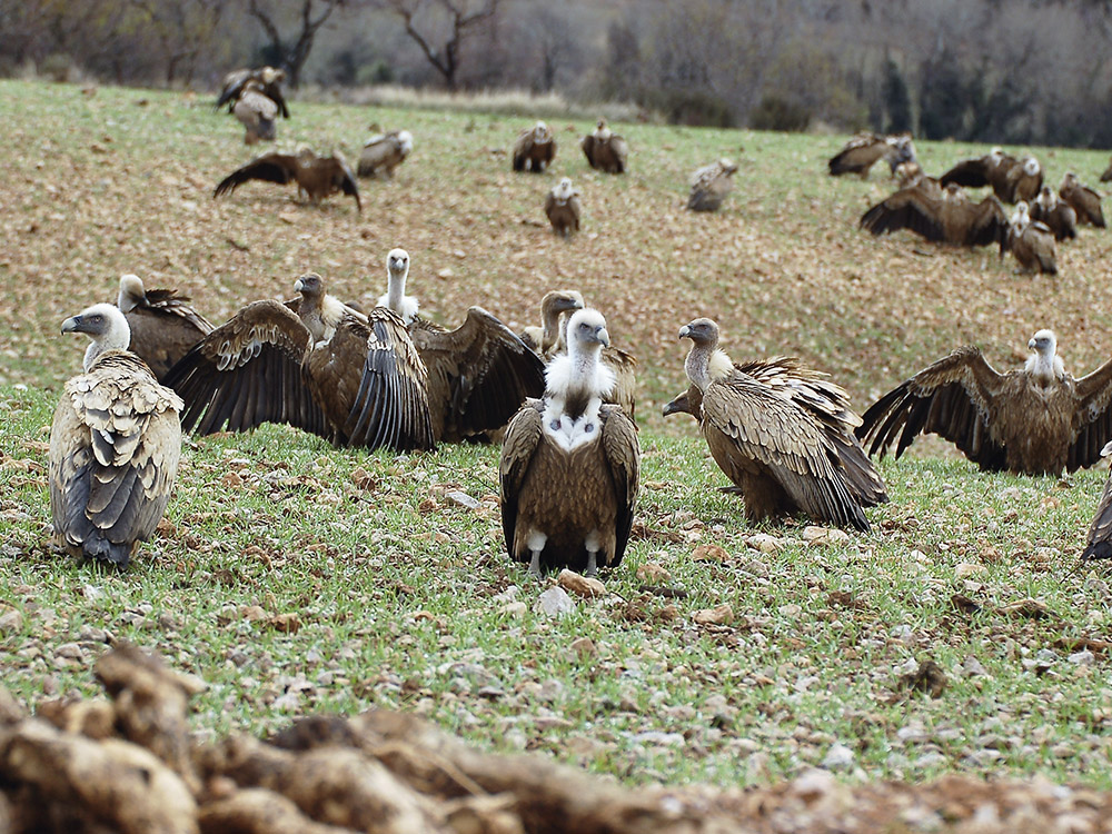 BIRDING ARAGÓN