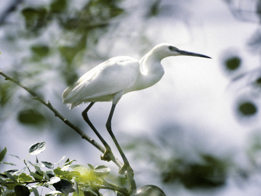 Abubilla Birding Aragon