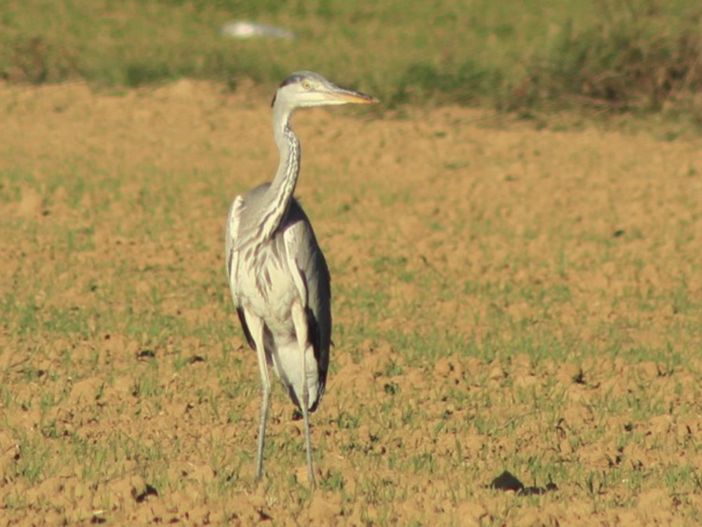 BIRDING ARAGÓN