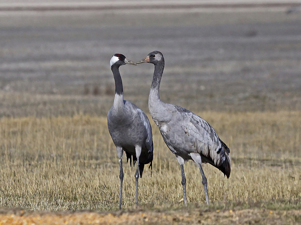 Grulla Comun Birding Aragon