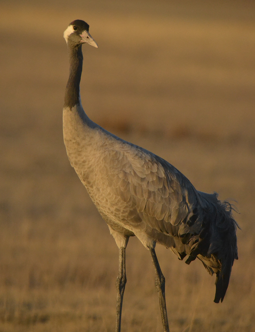 Grulla Comun Birding Aragon