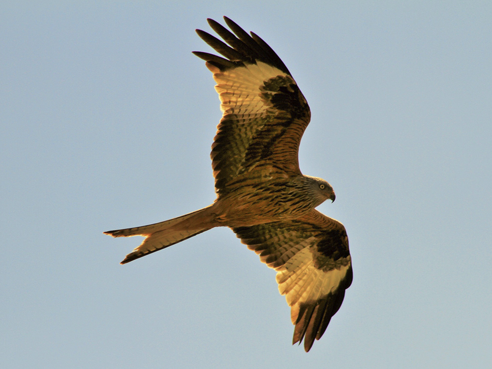 Milano Real Birding Aragon