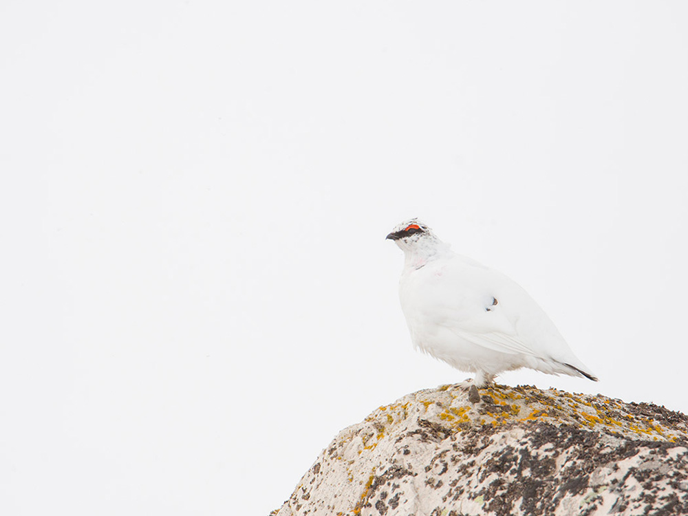 Perdiz Nival o Lagopodo Alvino Birding Aragon