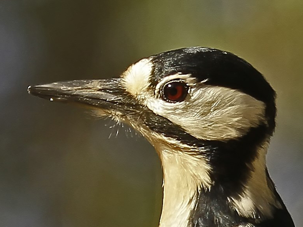 Pico picapinos Birding Aragon