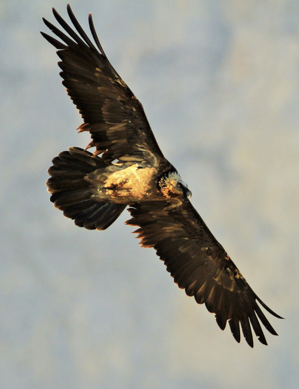 BIRDING ARAGÓN