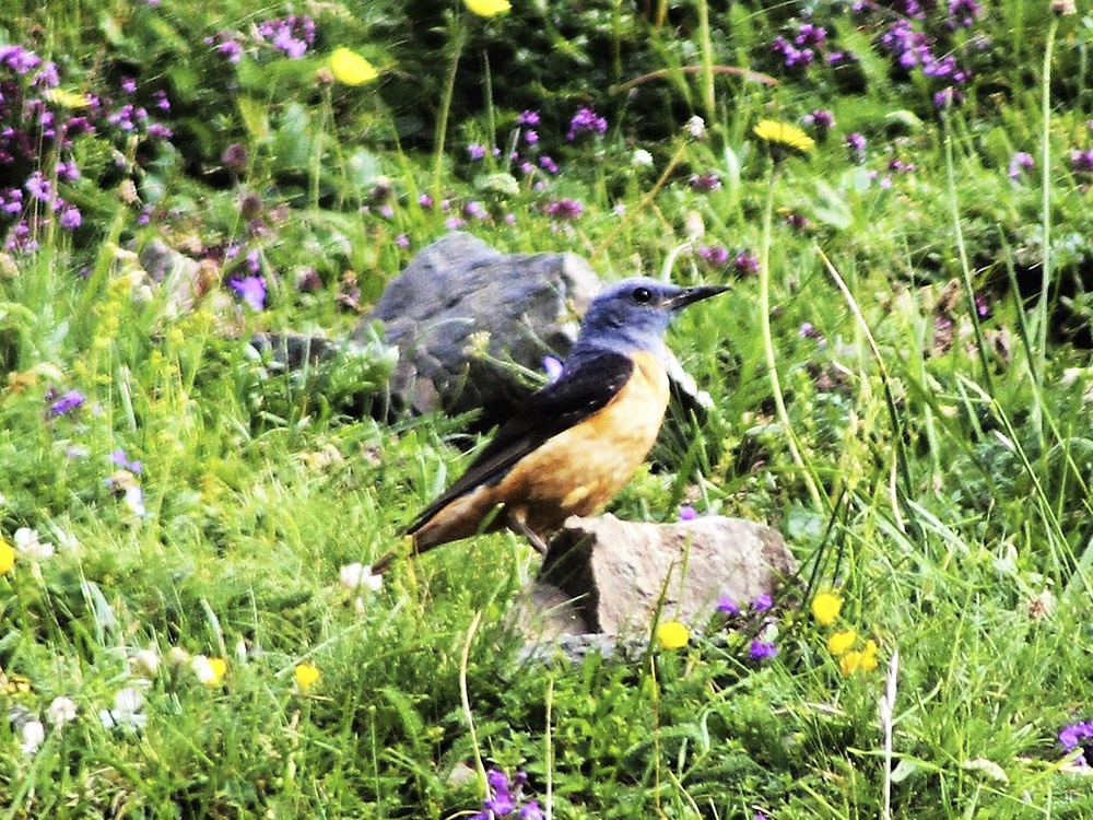 Roquero rojo Monticola saxatilis Common Rock Thrush