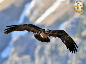Quebrantahuesos Birding Aragon Pirineos