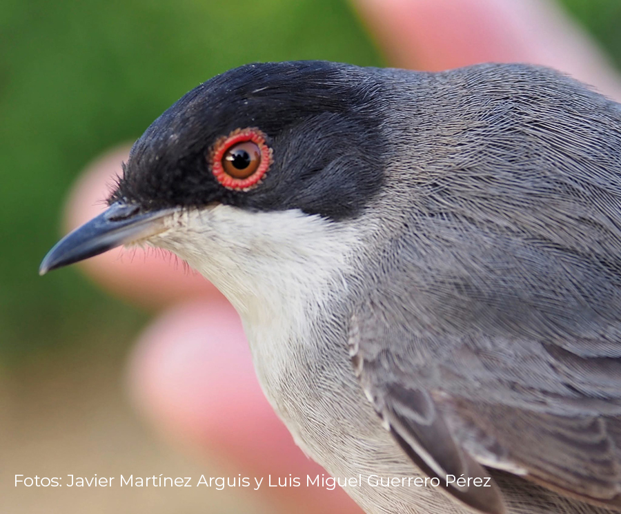 Birding Aragón lanza los proyectos piloto «Pajareando» y «Ciento Volando» para apoyar a proyectos ambientales sobre ornitología