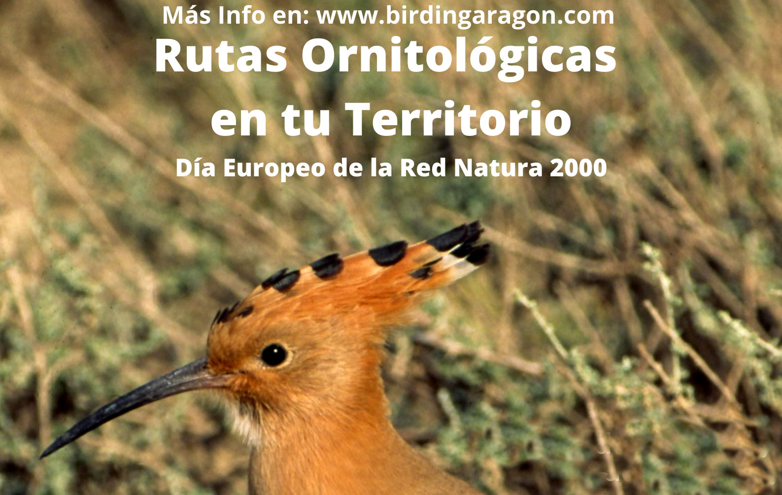 Birding Aragón comienza en el Somontano sus eventos ornitológicos