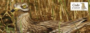 Las rutas ornitológicas de Birding Aragón recorren el Campo de Belchite