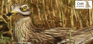 Las rutas ornitológicas de Birding Aragón recorren el Campo de Belchite