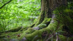 La Dirección General de Medio Natural y Gestión Forestal (DGMNGF) del Gobierno de Aragón somete a información pública la propuesta del Plan Director de las Áreas Red Natura 2000 de Aragón y su Estudio Ambiental Estratégico (EAE).