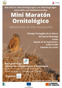 Continúan las acciones de promoción de Birding Aragón, en este caso en Luesia en Cinco Villas, con un mini maratón ornitológico con observación de aves por equipos que tendrá lugar en el Paisaje Protegido de la Sierra de Santo Domingo.