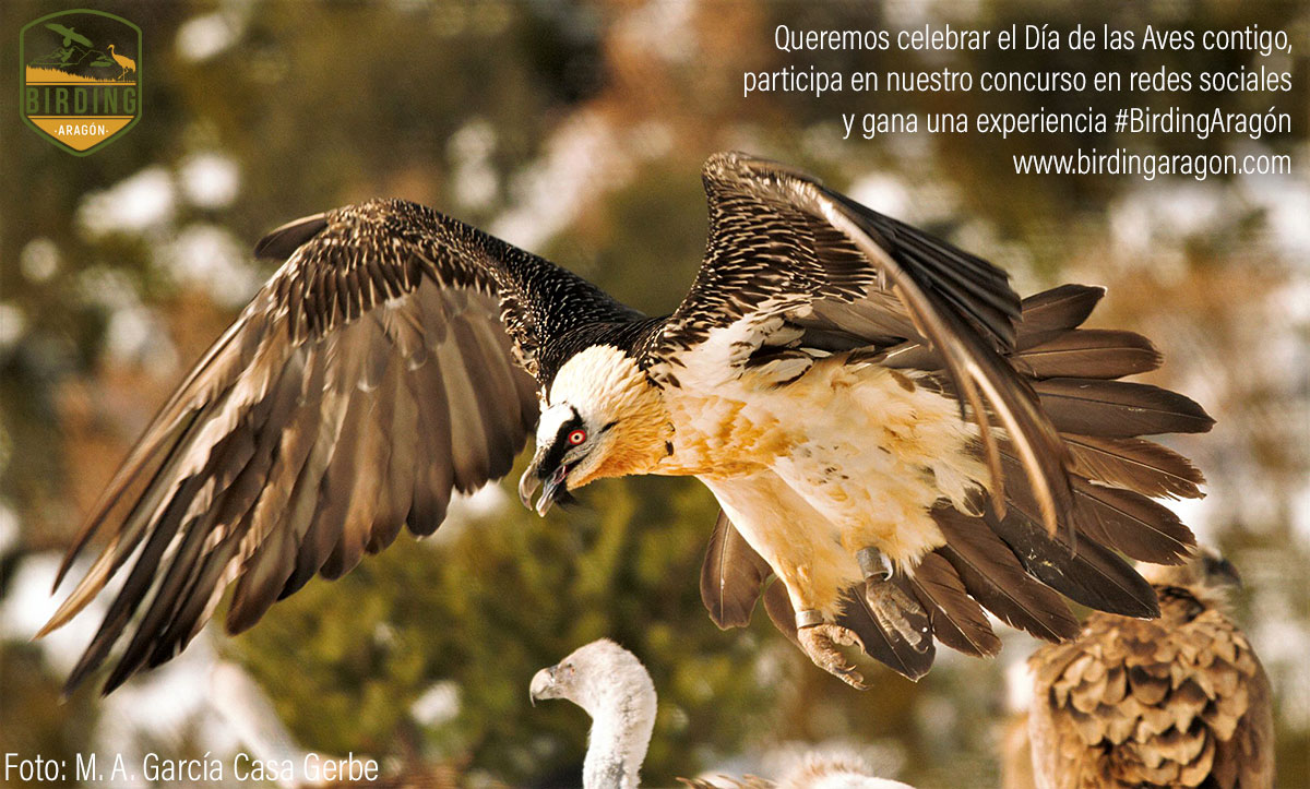 Birding Aragón celebra el Día de las Aves con un concurso en sus redes sociales