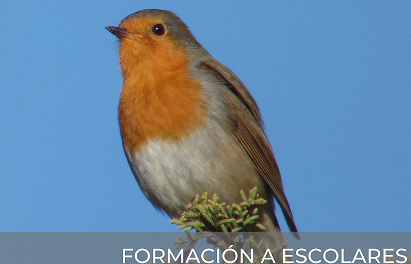 Formación Birding Aragón para escolares