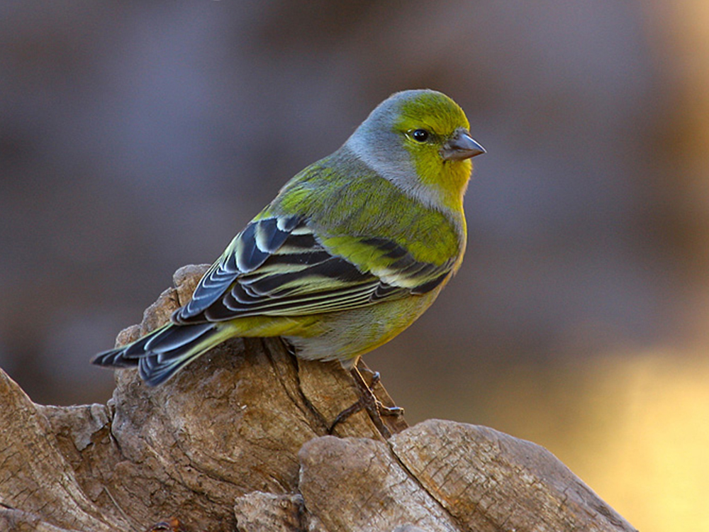 BIRDING ARAGÓN