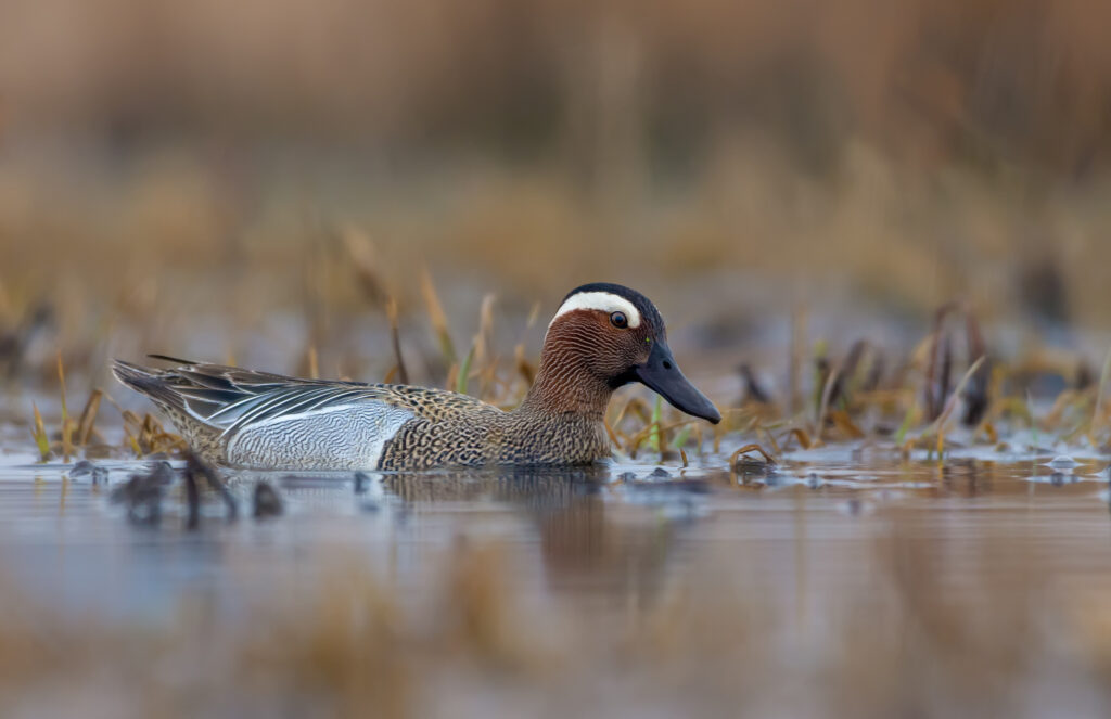 Cerceta carretona Spatula querquedula Garganey