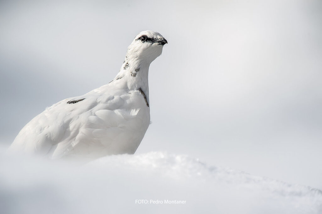 Lagópodo alpino Lagopus muta Rock Ptarmigan