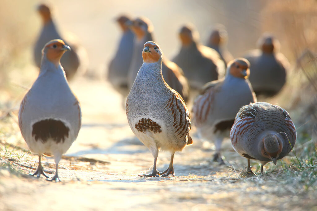 Perdiz pardilla Perdix perdix Grey Partridge