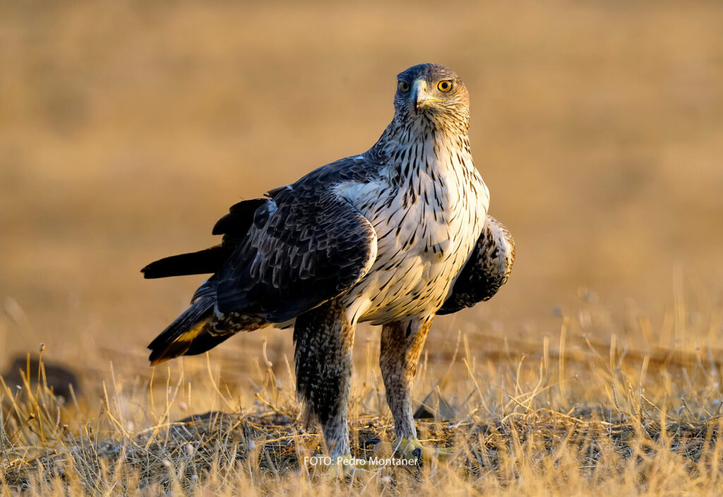 Águila perdicera Aquila fasciata Bonelli's Eagle