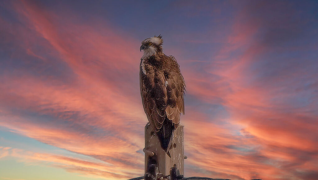 Águila pescadora Pandion haliaetus Osprey