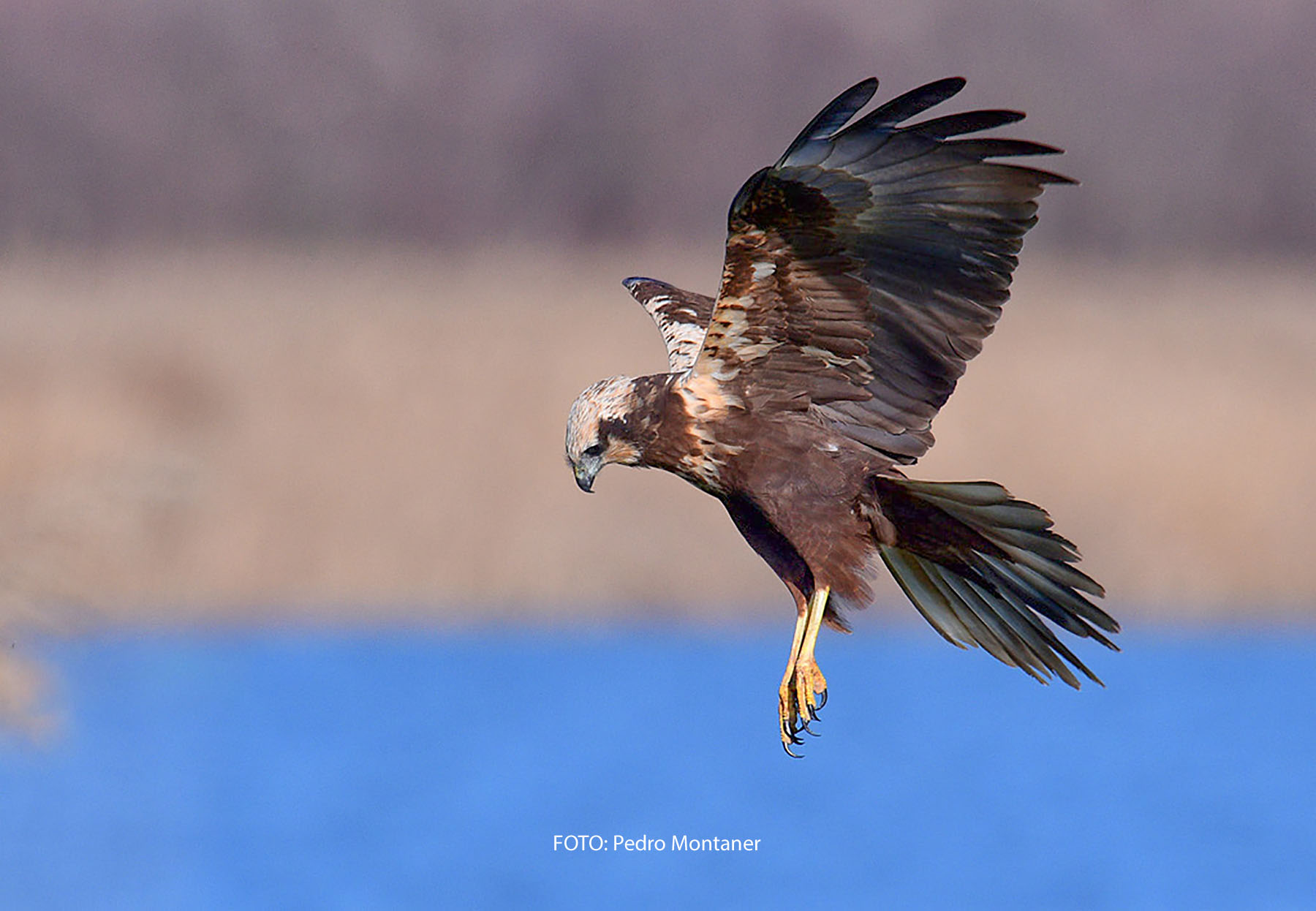 Aguilucho lagunero occidental Circus aeruginosus Western Marsh Harrier