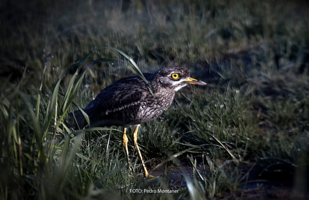 Alcaraván común Burhinus oedicnemus Eurasian Stone-curlew