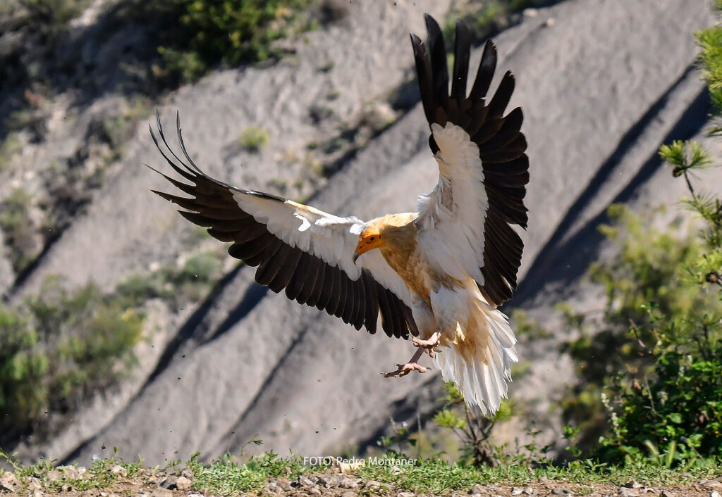 Alimoche común Neophron percnopterus Egyptian Vulture