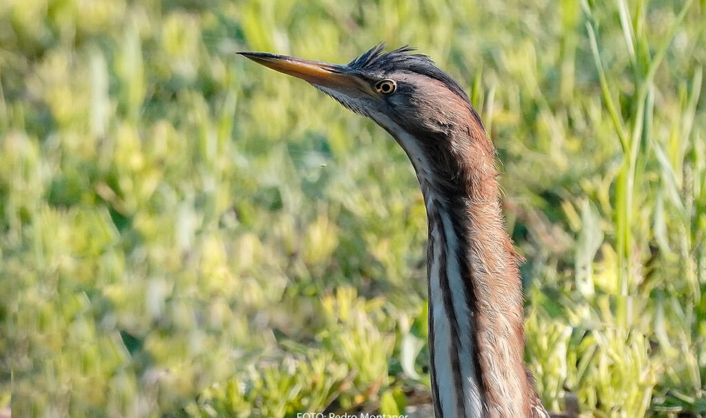 Avetorillo común Ixobrychus minutus Little Bittern