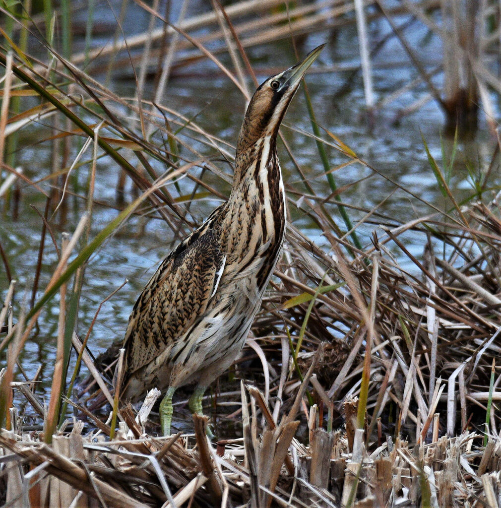 avetoro común Botaurus stellaris Eurasian Bittern