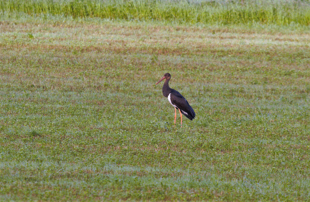 Cigüeña negra Ciconia nigra Black Stork