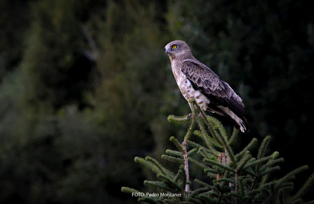Culebrera europea Circaetus gallicus Short-toed Snake Eagle