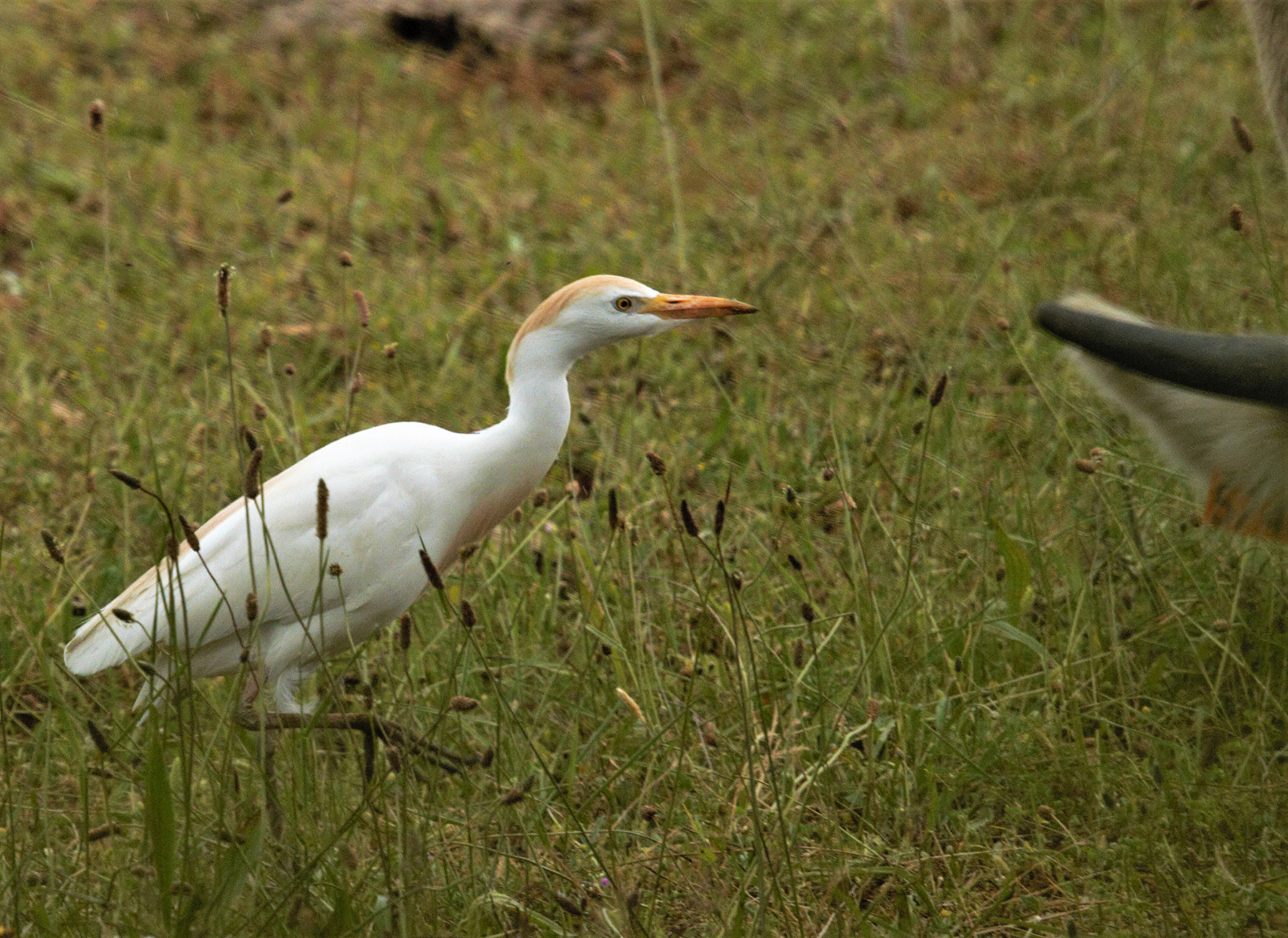 Garcilla bueyera Bubulcus ibis Cattle Egret