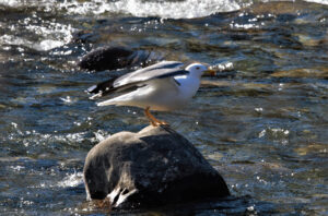 Gaviota patiamarilla Larus michahellis Yellow-legged Gull