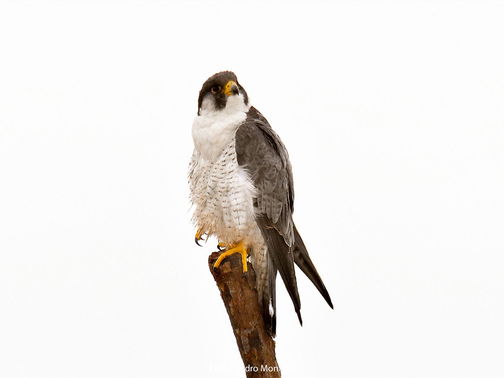 Halcón peregrino Falco peregrinus Peregrine Falcon