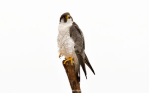 Halcón peregrino Falco peregrinus Peregrine Falcon
